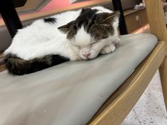 -喵园·猫主题咖啡厅·撸猫·猫咖(国贸店)