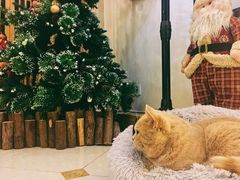 -Catmate·猫肥家润(金润铂宫店)