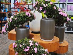 -荷兰花海