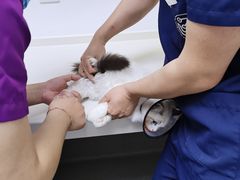 -关爱宠物医院·猫科中心·消化科(滨湖万达分院)