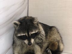 -浣熊柯尔鸭土拨鼠·电玩咖