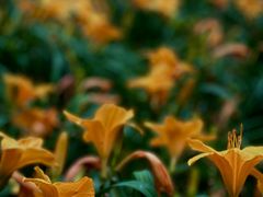-国家植物园南园