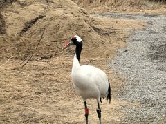 -盐城丹顶鹤湿地生态旅游区