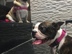 -MOLLY'S萌宠生活馆