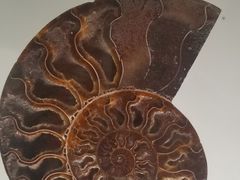 -青岛贝壳博物馆
