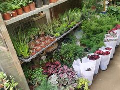 -桂林市花鸟市场