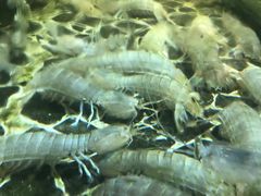 -东江港海鲜城(广雅花园别墅区店)