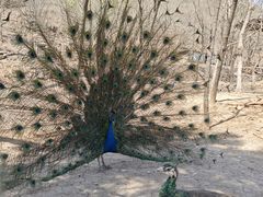 -石家庄市动物园