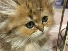 -屋虎猫馆(宝安大仟里店)