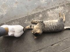 -李小姐の猫咖啡馆(五角场店)