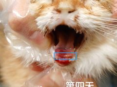 -美联众合爱康动物医院•复杂内科•肿瘤科•牙科•腔镜诊疗中心