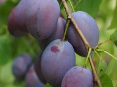 -菜园坝水果市场