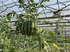 -海堤葡萄园中小学生研学基地