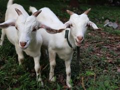 -马陆小张葡萄园农家乐