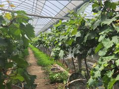 -马陆小张葡萄园农家乐