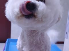 -瑞派福兴宠物医院犬猫全科·骨科·中西医结合(河东店)