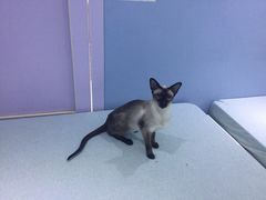 -喵的天空名猫咖啡馆·撸猫·猫舍·用品