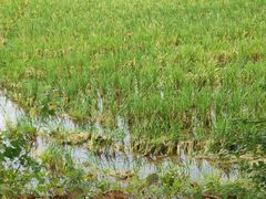 -韶山毛泽东同志故居