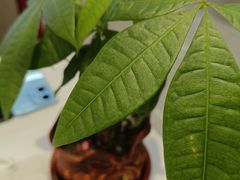 -苏宁易购(上海沪太路二店)