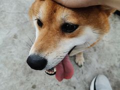 -柴犬高等学院·狗咖·柴犬售卖·宠物训练