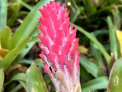 -中国科学院西双版纳热带植物园