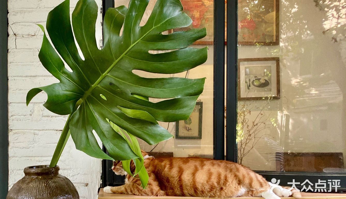江南西专心做的蛋糕小屋：网友推荐菜居然是只橘猫