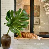 江南西专心做的蛋糕小屋：网友推荐菜居然是只橘猫