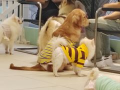 -怪兽屋·羊驼·猫咖·狗咖(俊华广场店)