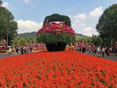 -东南花都花博园
