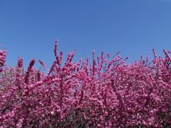 -大兴滨河森林公园