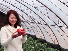 -大自然农场蔬菜草莓采摘园