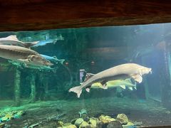 -华夏文旅海洋公园