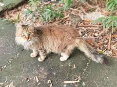 -参差咖啡(水果湖公园店)