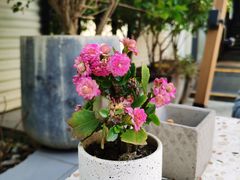 -La Maison 夜来香(进贤路店)