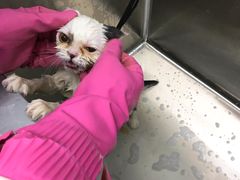 -圣宠动物医院·犬猫专科·影像中心·外科中心