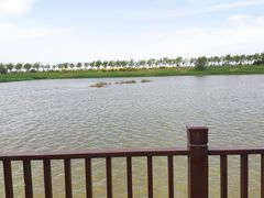 -南大港湿地风景区