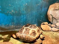 -泉州海丝野生动物世界