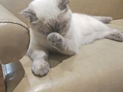 -藏猫猫咖啡主题馆(中央大道店)