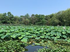 -长兴太湖图影湿地文化园