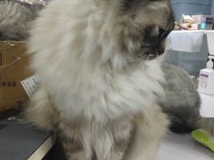 -喵的天空名猫咖啡馆·撸猫·猫舍·用品
