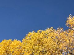 -金塔沙漠胡杨林景区
