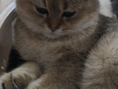 -飞行喵MR PILOT|猫舍·猫咖(静安大融城店)
