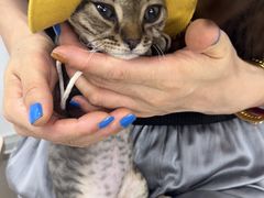 -爱侣宠医·鹦鹉专科·小型哺乳类·异宠专科(灵石路店)