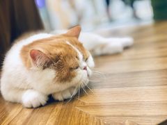 -飞行喵MR PILOT|猫舍·猫咖(静安大融城店)