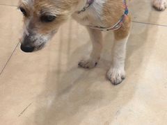 -艾贝尔宠物医院·狂犬免疫点(江山金象城店)