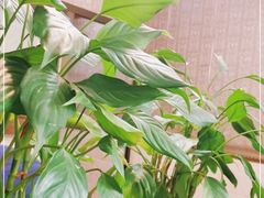 -马村鱼头
