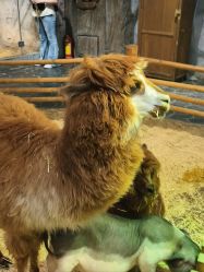 -Zoolung Zoolung动物主题公园(海信广场店)