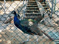 -北京鹿世界主题园