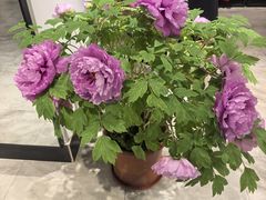 -春竹·微奥莱(北京西路店)