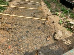 -西双版纳原始森林公园